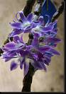 Dendrobium victoriae regina * Rodrigo Remolina
 * 681 x 978 * (94KB)